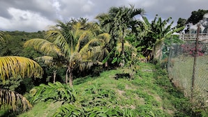Un exuberante jardín con diversas plantas tropicales y una cerca de malla metálica.