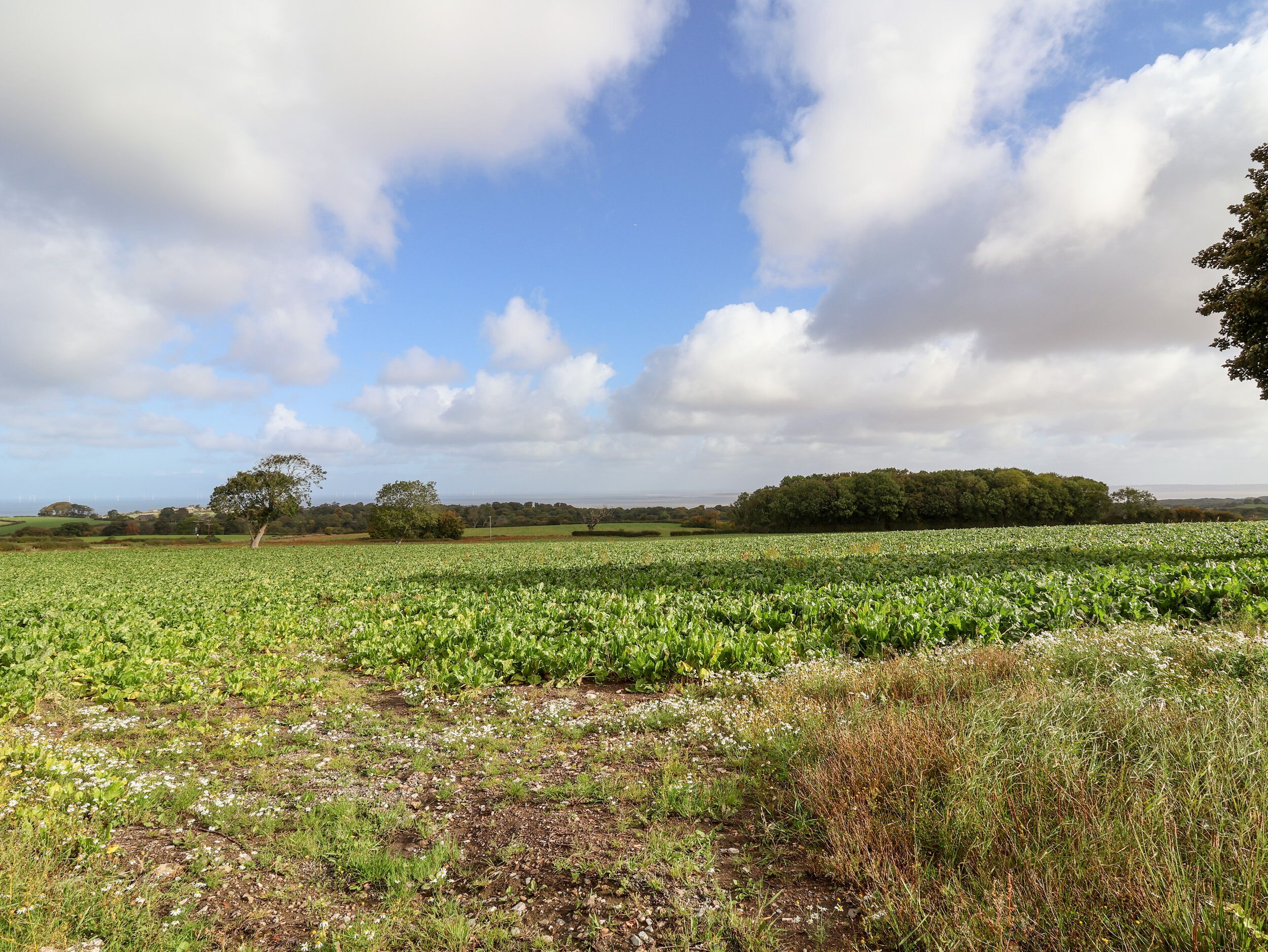 A field with crops and a tree in the foreground, a cloudy sky, and a distant tree line.
