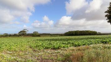 A field with crops and a tree in the foreground, a cloudy sky, and a distant tree line.