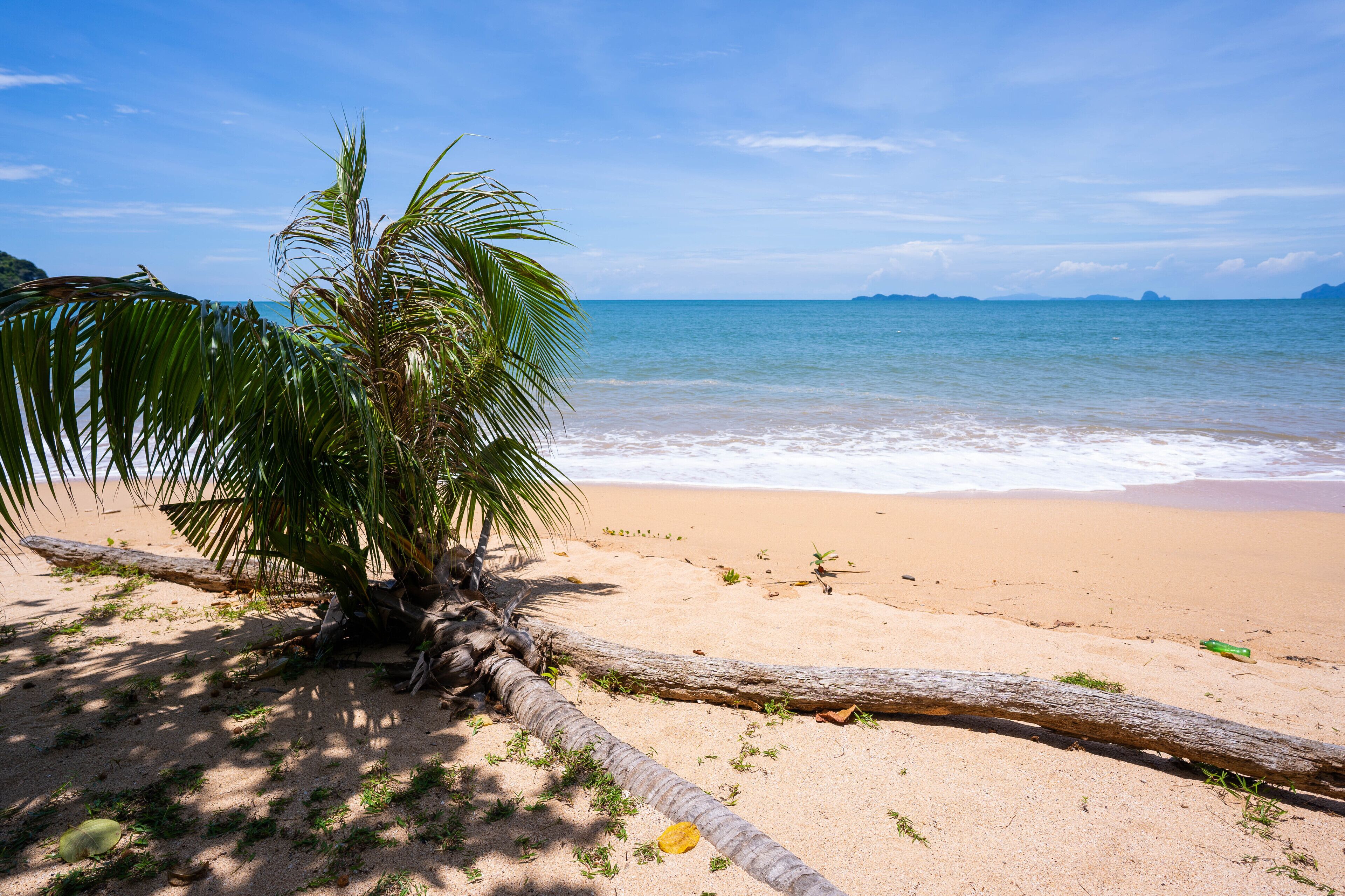 A beach with a palm tree, a fallen tree trunk, and a clear view of the ocean.