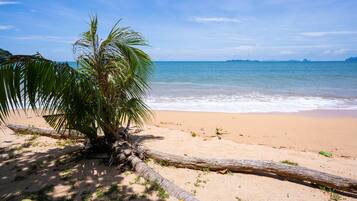 A beach with a palm tree, a fallen tree trunk, and a clear view of the ocean.
