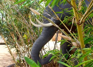 An elephant surrounded by dense green foliage and bamboo stalks. - Lapset Hotel (Isiolo)
