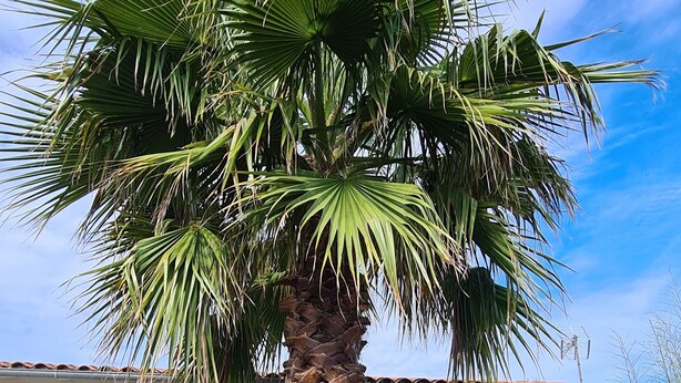A palm tree in a backyard with a white building, green shutters, and outdoor furniture. - PALMIER *** studio with garden and parking (Le Bois-Plage-en-Ré)