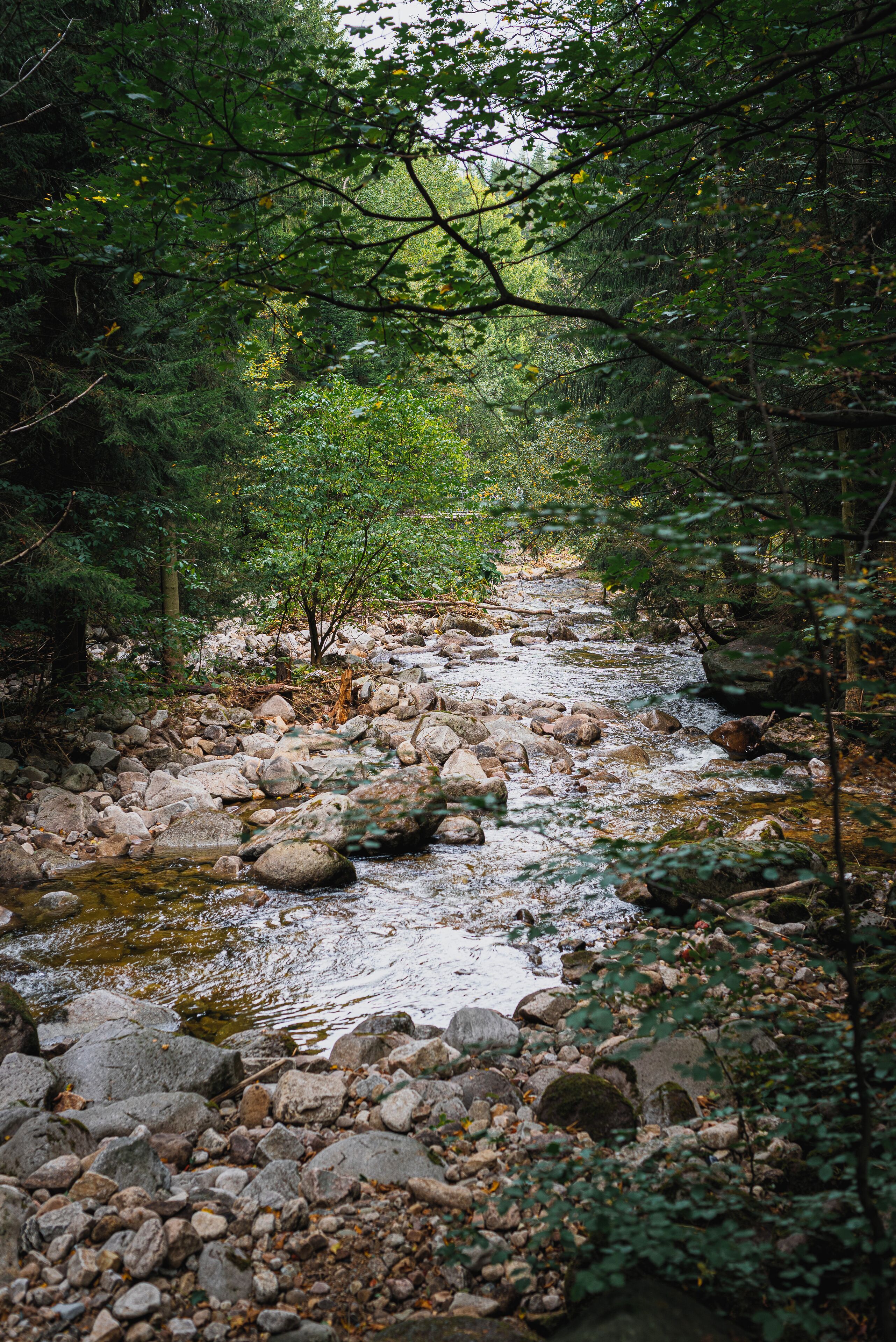 A rocky stream surrounded by dense forest.