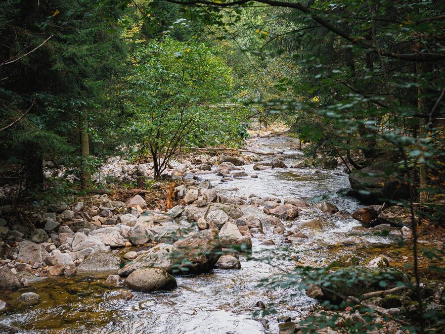 A rocky stream surrounded by dense forest.