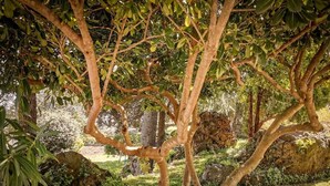A tree with twisted branches in a garden setting.