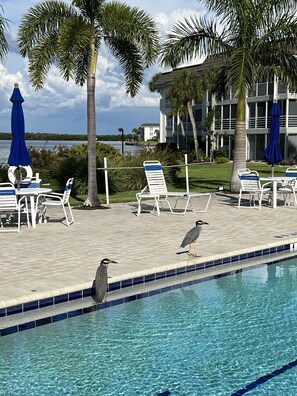 A heated pool - Ground level, Bayview condo with Private beach parking (Longboat Key)