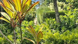 Un exuberante jardín con diversas plantas tropicales y un césped cuidado.