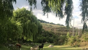 Paisagem rural com um riacho, vacas pastando e vegetação exuberante.