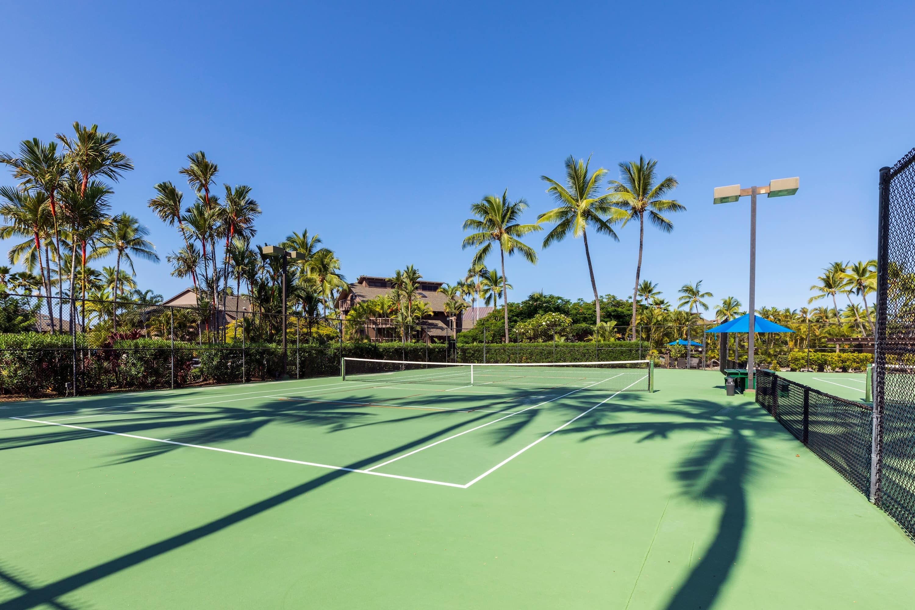 A tennis court with a net, surrounded by palm trees and a fence.