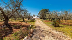 A dirt path leading through an orchard with trees and a white building in the distance. - 2770 Uliveto Valeria - Trullo Melograno by Perle di Puglia (San Michele Salentino)