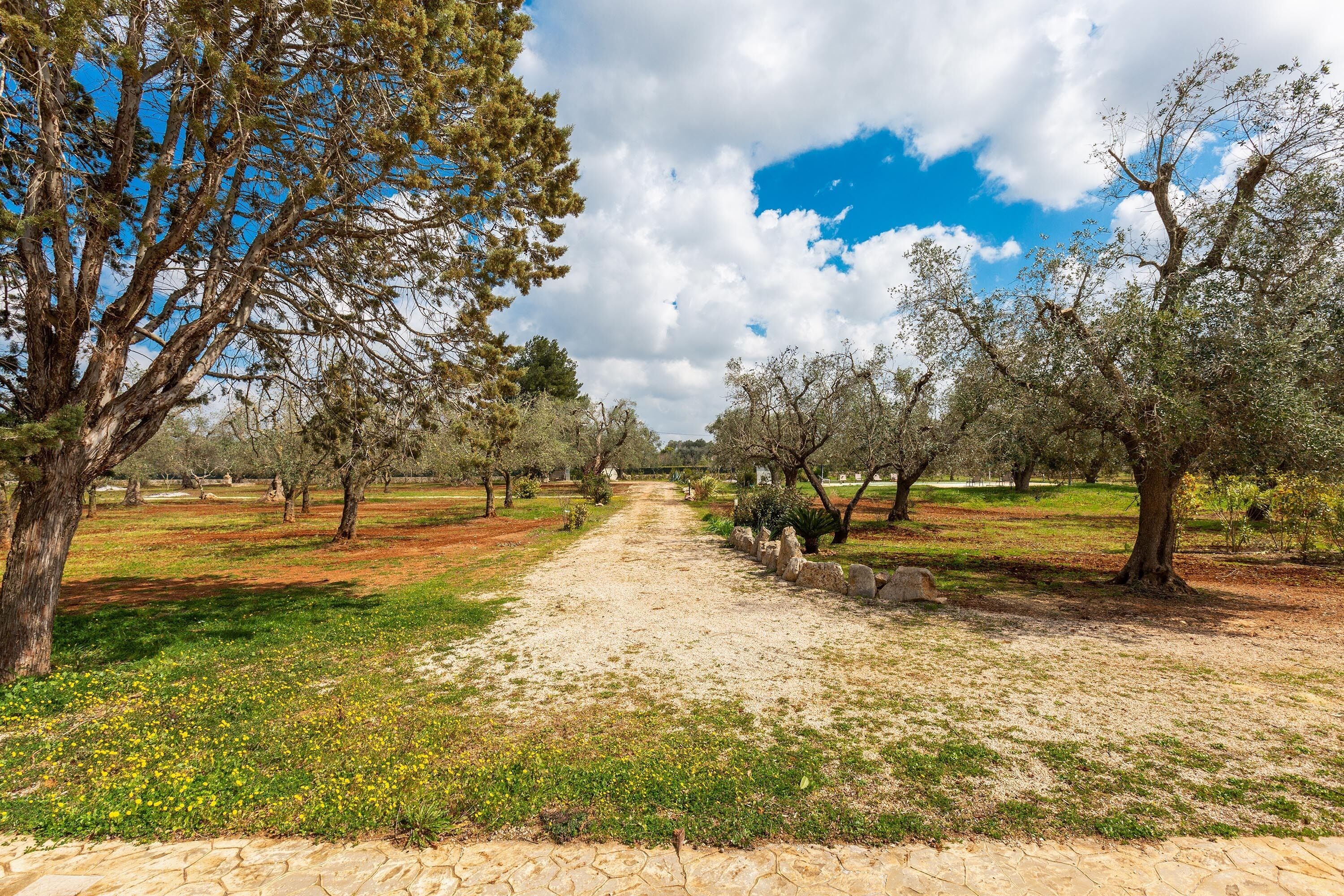 A paved pathway flanked by trees in a park setting.