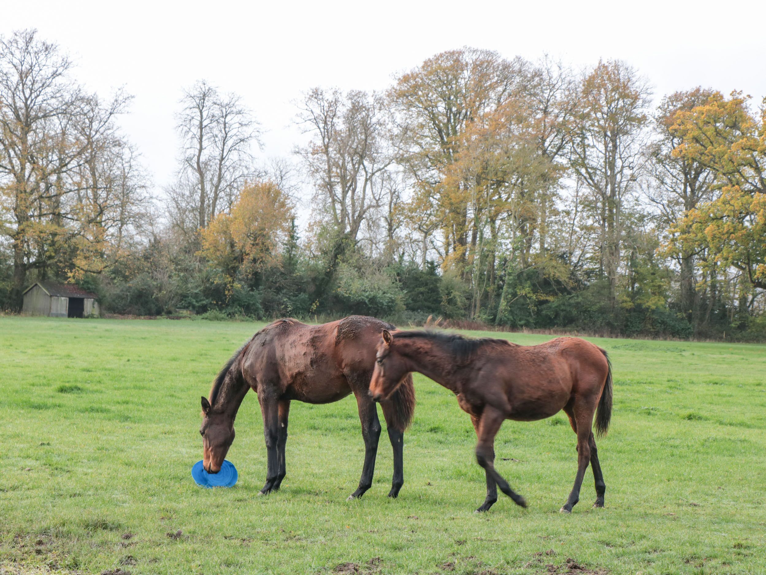 Dos caballos pastando en un campo cubierto de hierba, con árboles y un pequeño edificio al fondo.