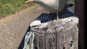 A seagull perched on a wooden post by a beach house with a view of the ocean. - Historic Oceanfront Cottage in Charming Nye Beach (Newport)