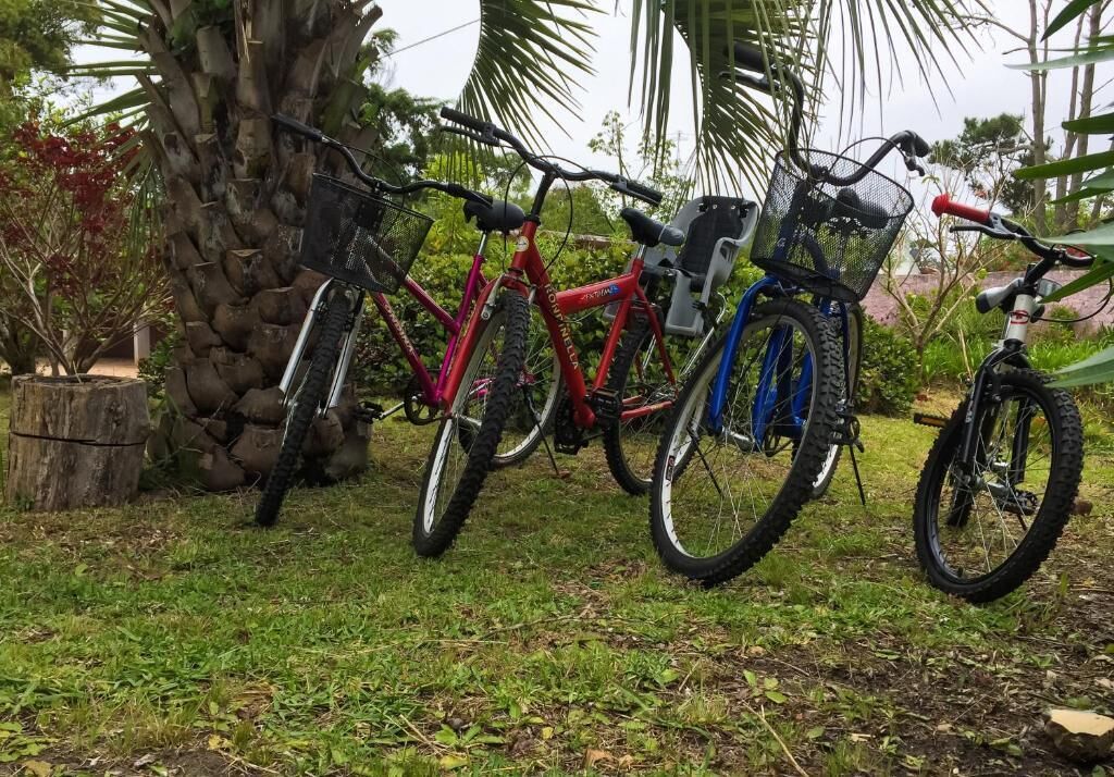 A bicycle parked against a tree in a grassy area with a stone wall and a palm tree in the background.
