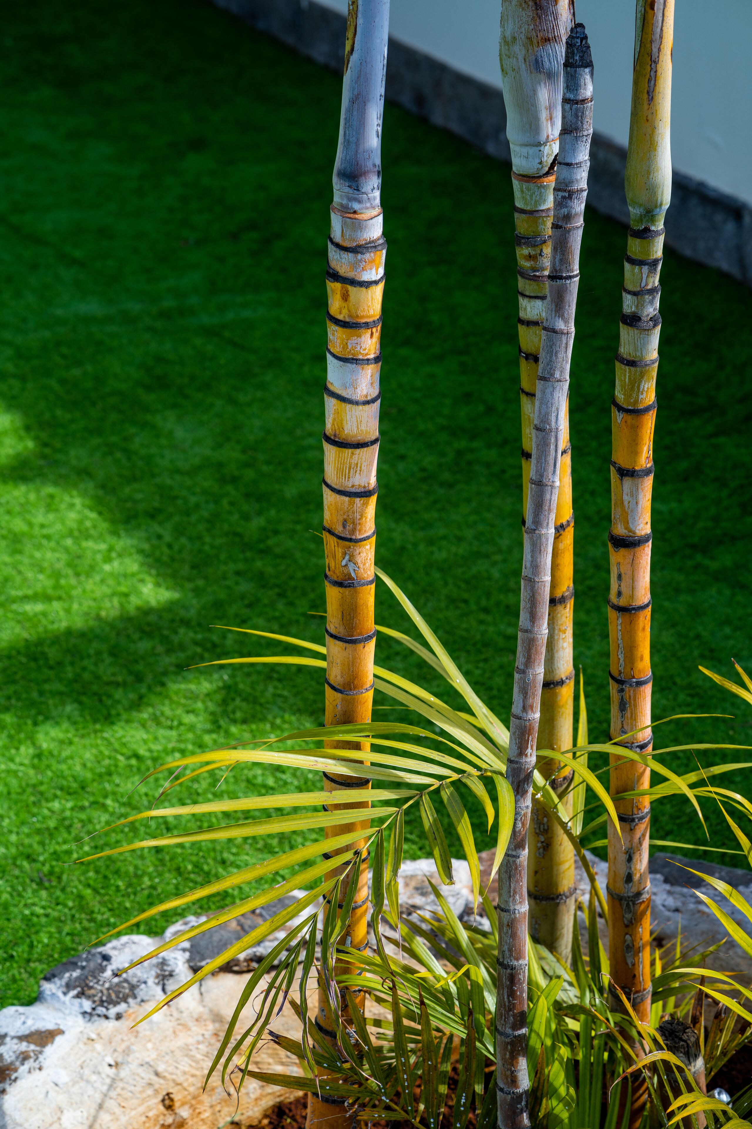 A close-up of bamboo stalks with a green lawn in the background.