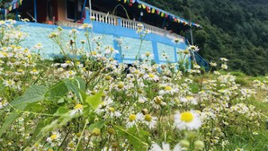 A blue house with a balcony, surrounded by a field of daisies. - Mountains, jungle , Trekking and luxury stay near to nature (Dhanolti)