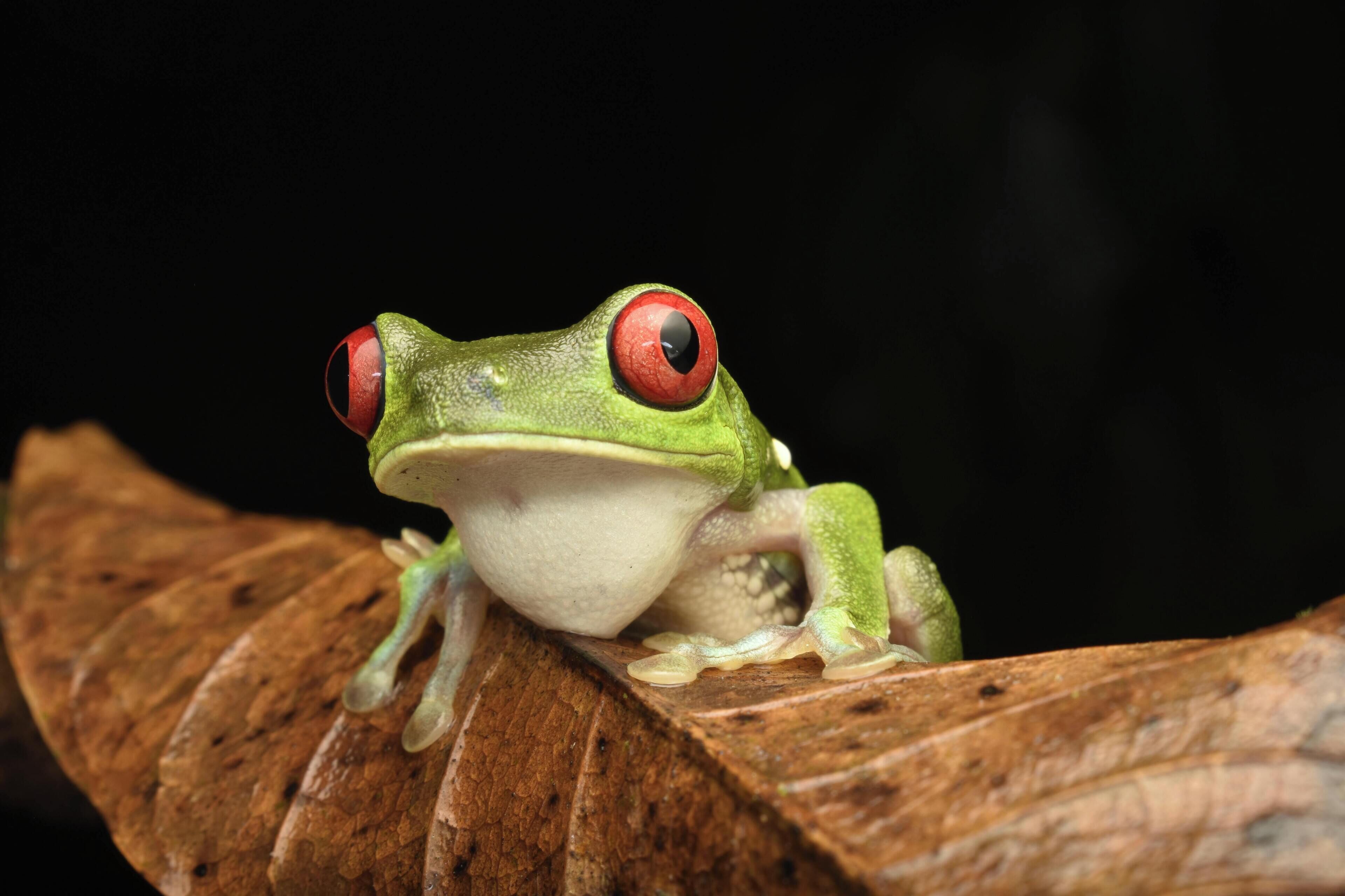 A frog with red eyes on a brown leaf.