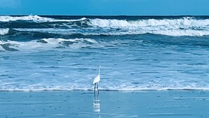 A beach with waves and a white bird standing in the water.