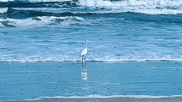 沙滩椅、沙滩毛巾