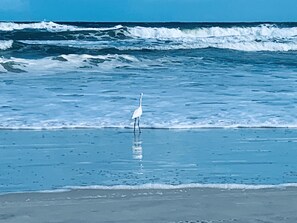 Sun-loungers, beach towels