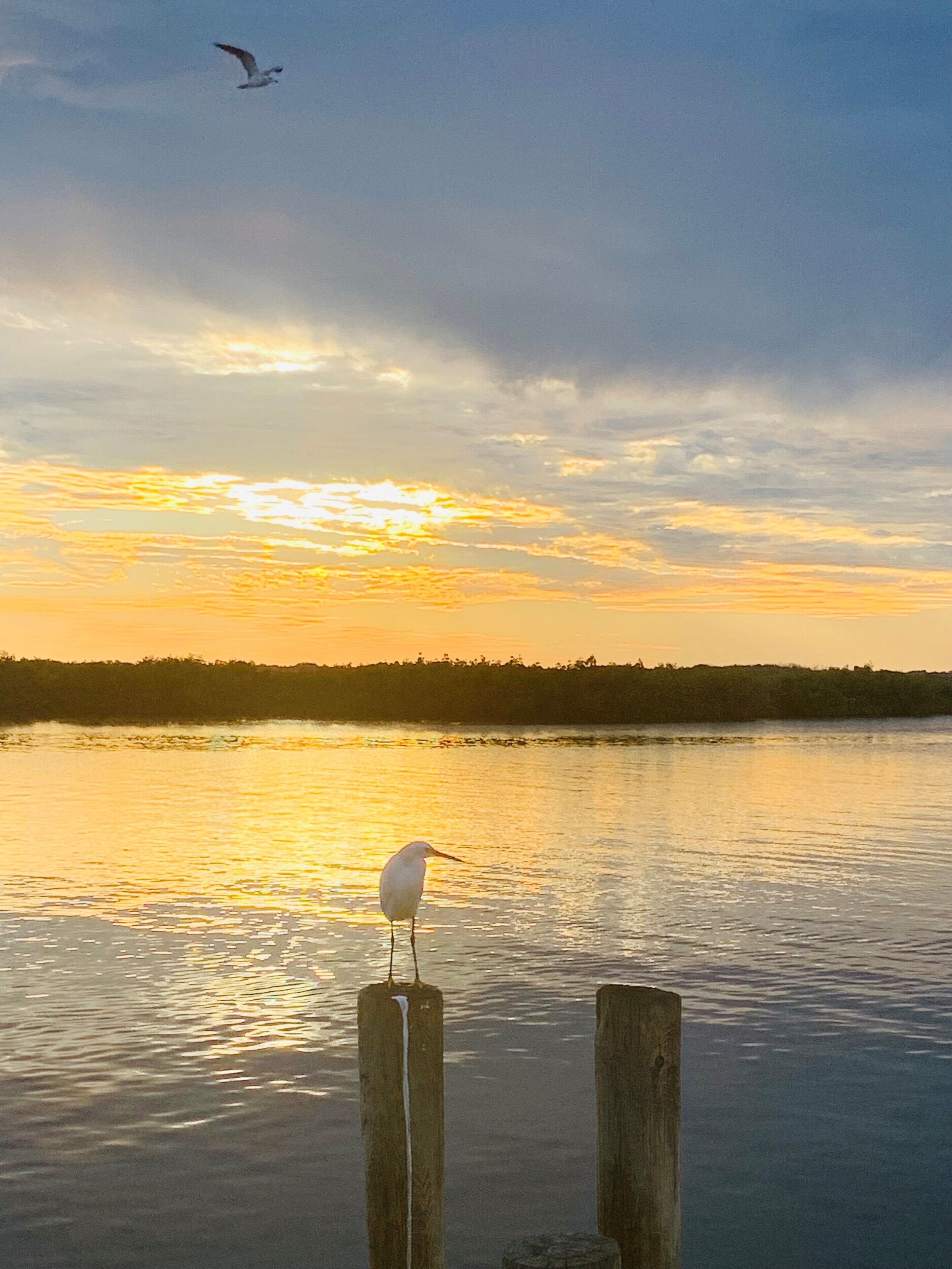 Un oiseau était perché sur un poteau en bois, près d’une étendue d’eau calme, au moment du coucher du soleil.