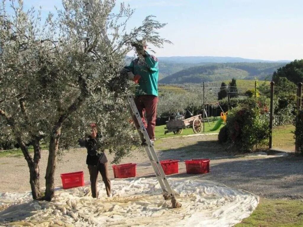 Iemand snoeit een boom in een landelijke omgeving, met een helder uitzicht op het landschap op de achtergrond.