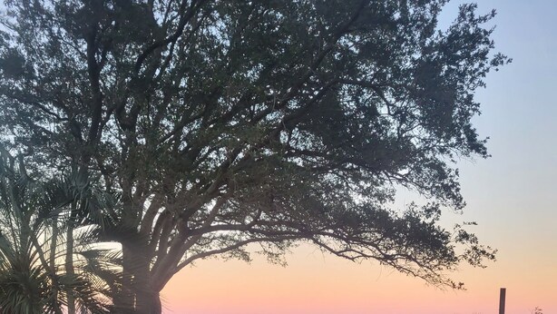 A wooden boardwalk leading to a beach with a large tree providing shade. - Peaceful 2BR Beach Condo with Pools, Tennis, Pickleball, Sauna, Gym & More! (Hilton Head Island)