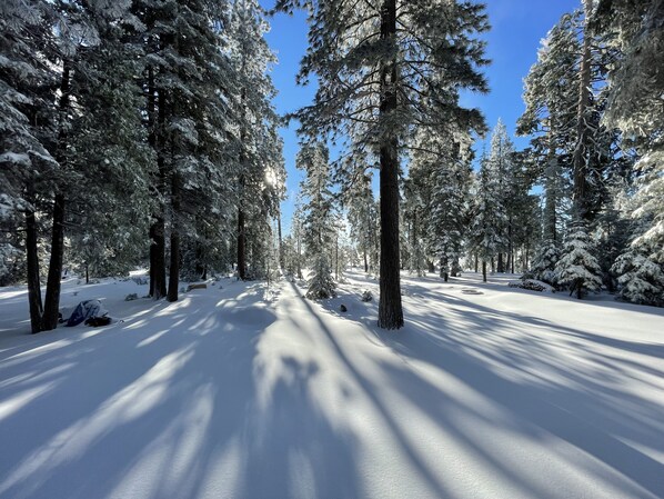 A snow-covered forest path with tall trees and sunlight filtering through. - Solitude in the Cedars, Spacious Mountain Home (Shaver Lake)