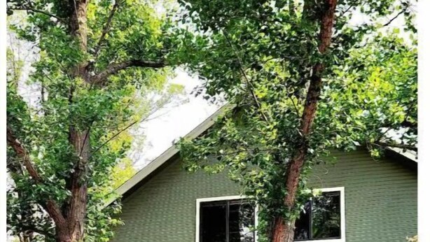 A green house with a white picket fence, stone steps, and two windows. - Lovely Downtown Condo, Walk to Historic Downtown! (Flagstaff)
