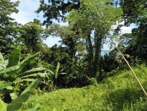 A lush green landscape with dense foliage and a variety of plants.