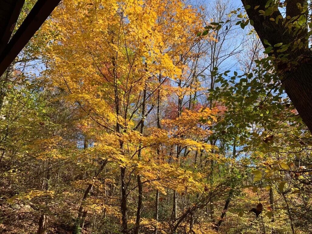 Une forêt où les arbres arborent leurs couleurs automnales.