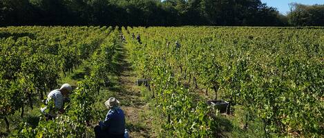 Ein Weinberg mit Rebenreihen und arbeitenden Personen auf dem Feld.