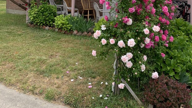 Een gebouw met twee verdiepingen, met een bord waarop 'ELIS Apartments te huur' staat en een telefoonnummer. Er staan stoelen buiten en een grote struik met roze bloemen.