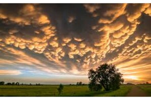 Surrounded by a serene landscape, a majestic tree stands tall amidst a vast field.