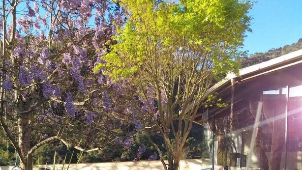 A wooden deck with a garden area featuring purple flowers and green plants. - POUSADA REQUINTE SERRANO (Urubici)