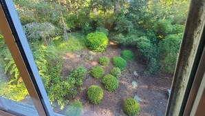 Vista de un jardín con arbustos y árboles de distintas formas.