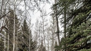 A pathway leading to a lodge surrounded by tall trees and greenery. - Luxurious Condo Gated Community Pool Hot Tubs (Edwards)