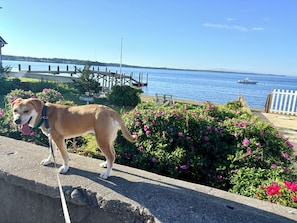 A dog on a leash near a waterfront with a pier and a sign that reads 'SAKONNET SURF CLUB'.
