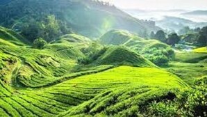 Terraced tea fields with rolling hills and a distant view of a castle. - CAMERON KEA FARM HOTEL (Brinchang)