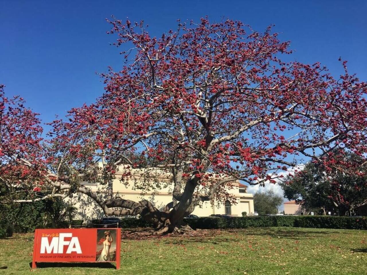 A tree with red leaves in front of a building with a sign that reads "MFA".