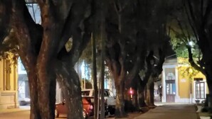Une rue bordée d’arbres, de nuit, avec des immeubles et des voitures garées.