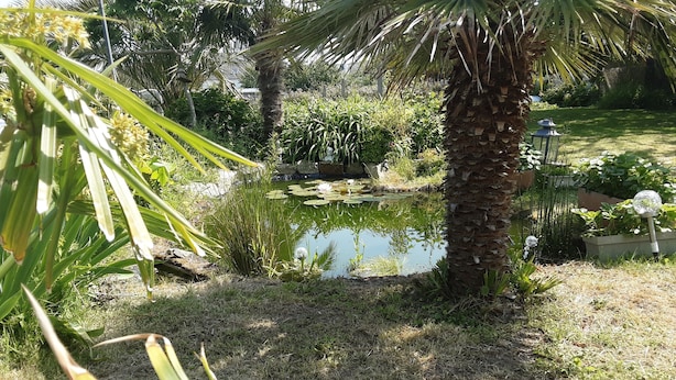 Ein Garten mit Teich, Palmen und verschiedenen Pflanzen.