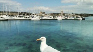 A seagull standing on a rocky surface near a marina with boats and a clear blue sky. - Maison de Ville à Proximité du Port et des Commerces! (Camaret-sur-Mer)