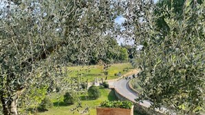 A view of a rural landscape with olive trees, a winding road, and a sign reading "Fioritura." - Channel Suite - 2 (Sinalunga)