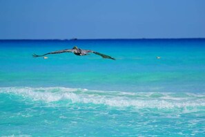 A bird flying over turquoise ocean water. - Hotel Zone Studio with Pool Access, Near Beach (Cancun)