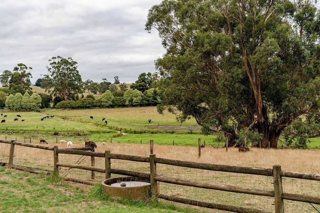 Un paysage rural avec une clôture en bois, un grand arbre et du bétail en train de paître.