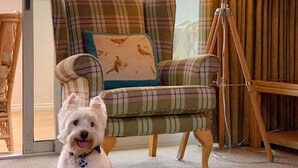 A cozy room with a plaid armchair, a small dog, and a floor lamp. - Loch Rannoch Highland Club Studio 2 (Kinloch Rannoch)