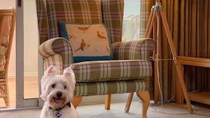 A cozy room with a plaid armchair, a small dog, and a floor lamp. - Loch Rannoch Highland Club Apartment 9 (Kinloch Rannoch)