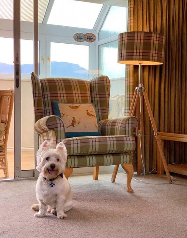 A cozy room with a plaid armchair, a small dog, and a floor lamp.